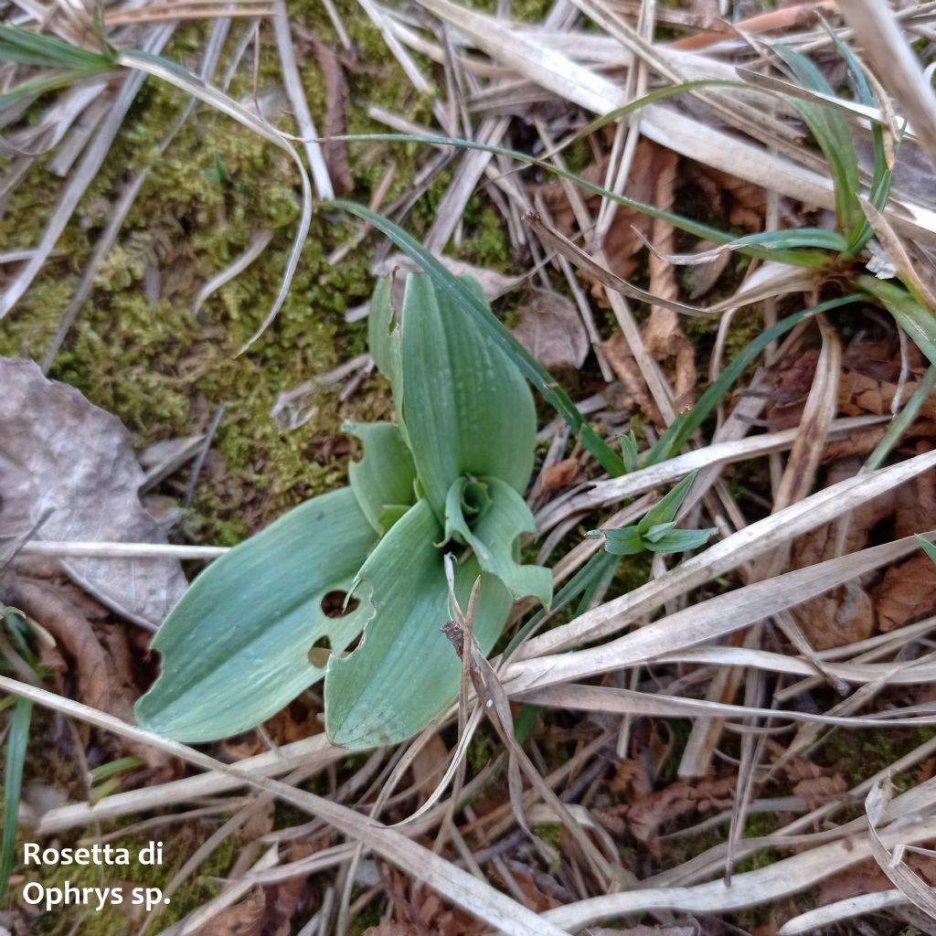 Ophrys minipassionis nell''Appennino Tosco-Emiliano